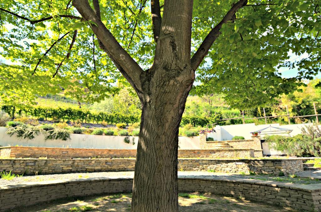 Cascina Il Convivio Vendégház Diano dʼAlba Kültér fotó