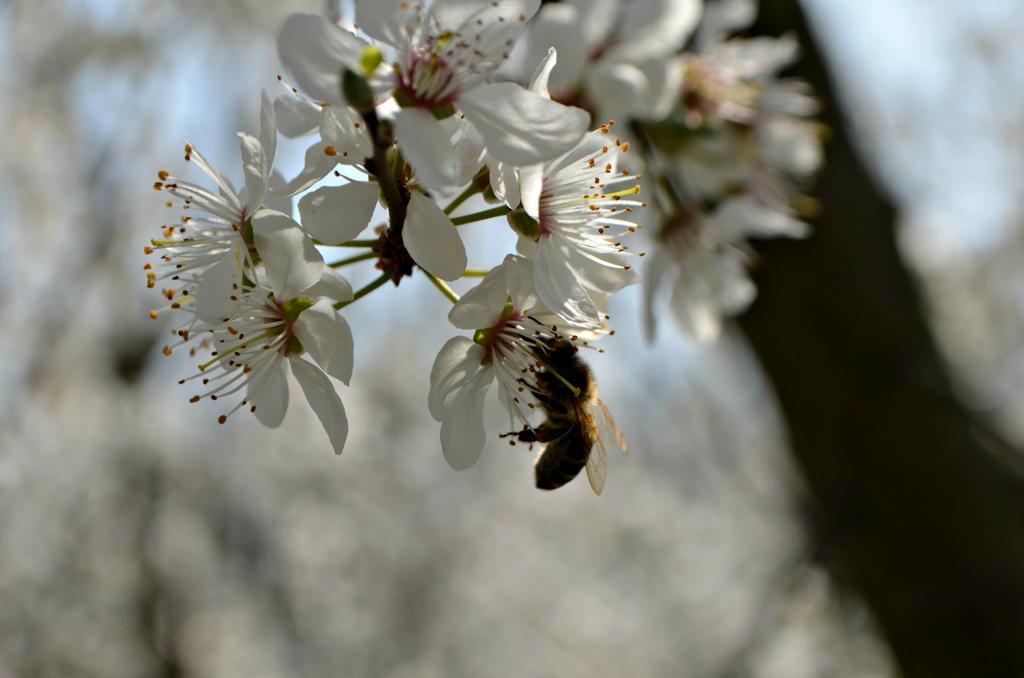 Cascina Il Convivio Vendégház Diano dʼAlba Kültér fotó