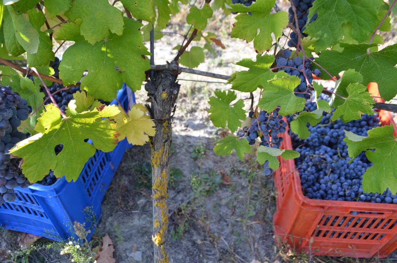 Cascina Il Convivio Vendégház Diano dʼAlba Kültér fotó