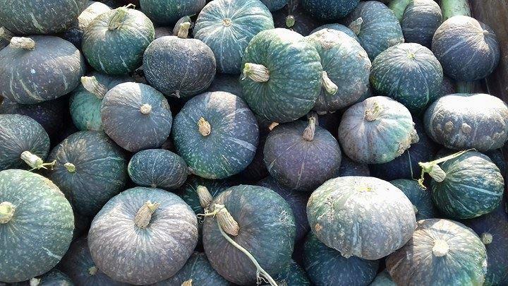 Cascina Il Convivio Vendégház Diano dʼAlba Kültér fotó